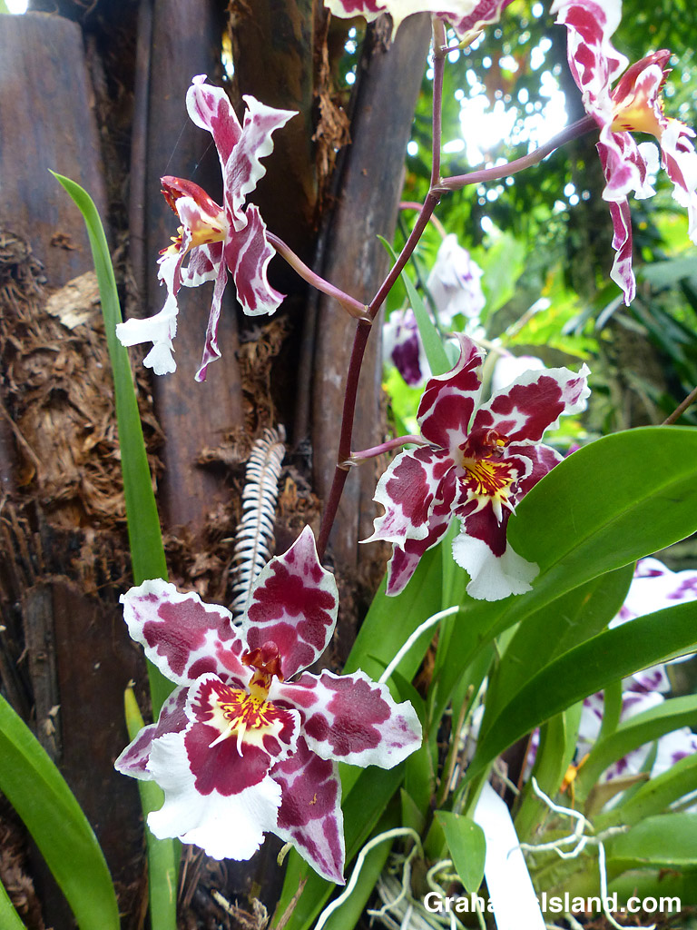 Orchid Wils. Castle Issa 'Hilo Bay'