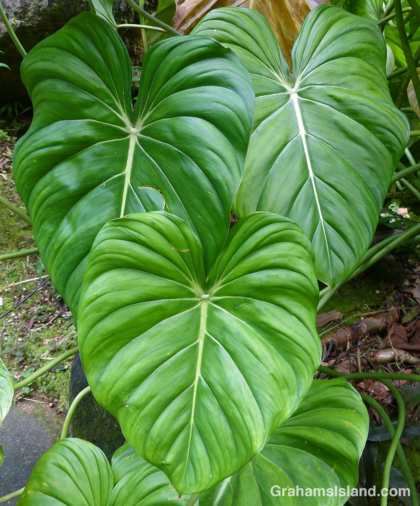 Philodendron McDowellii
