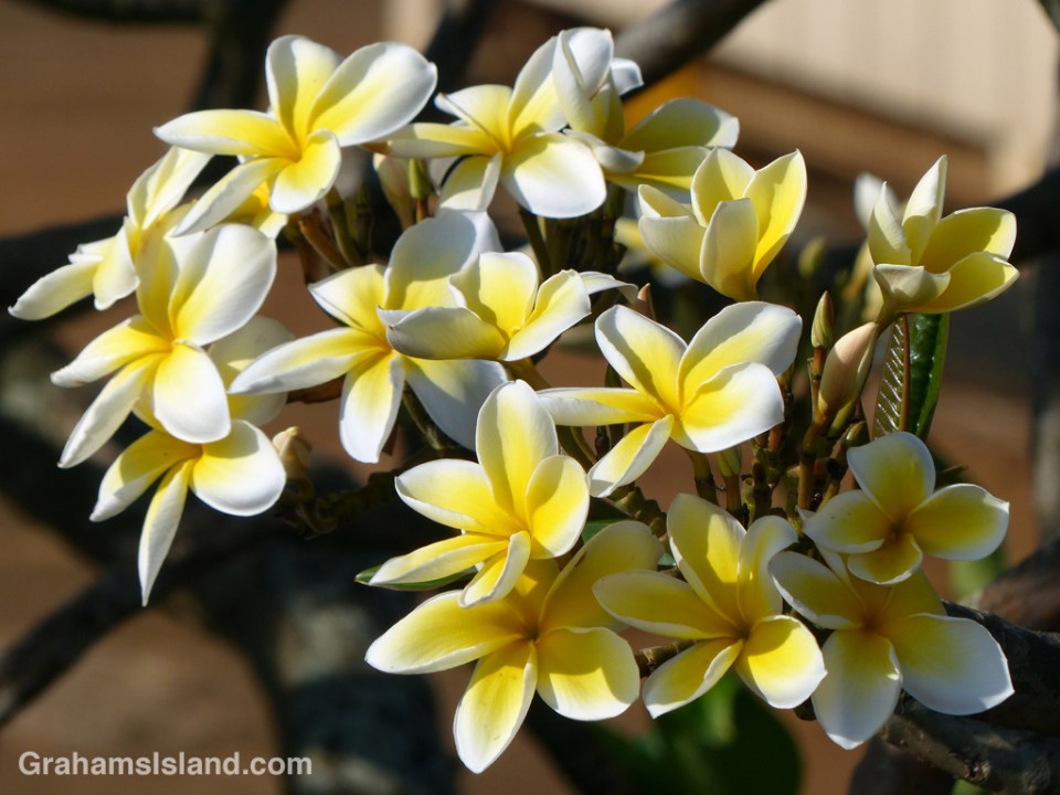 Plumeria