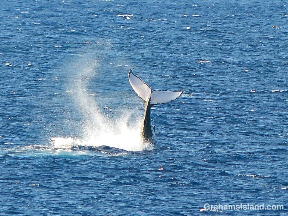 Humpback tail slap