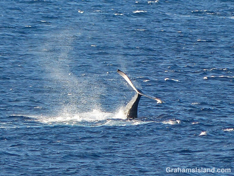 Humpback tail slaps