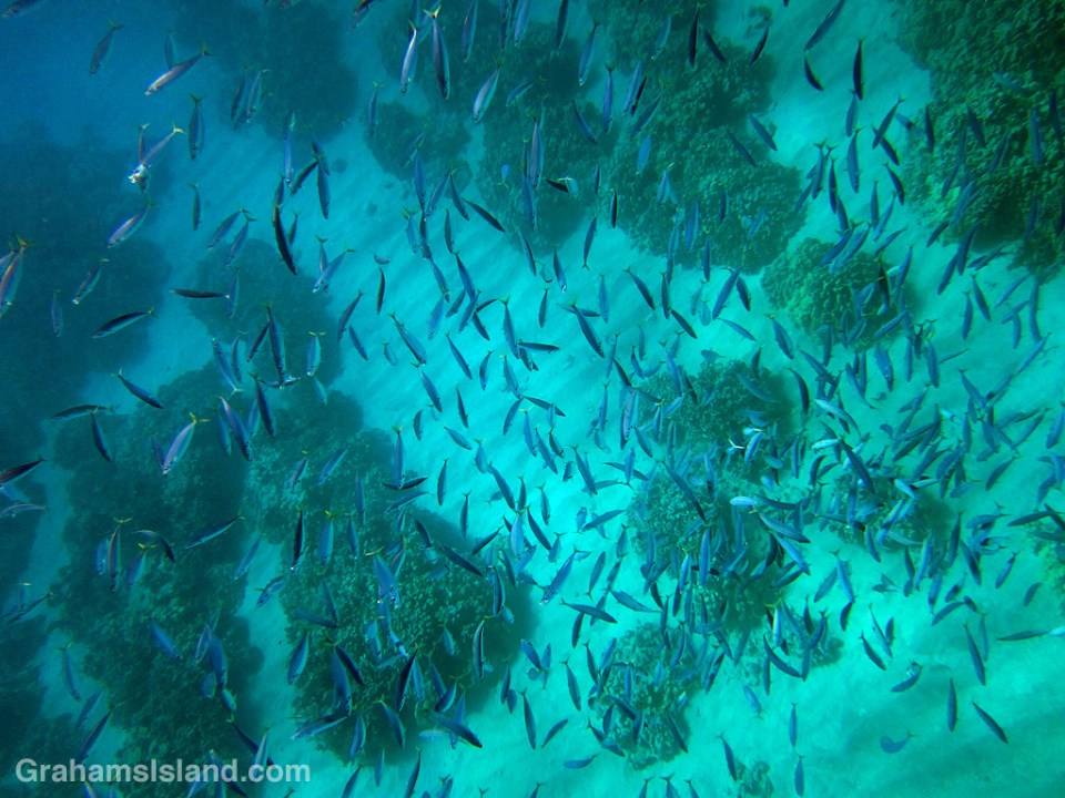 Mackerel Scad shoal