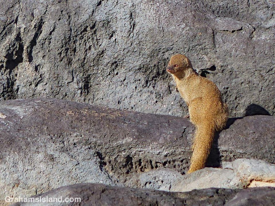 Mongoose on the rocks