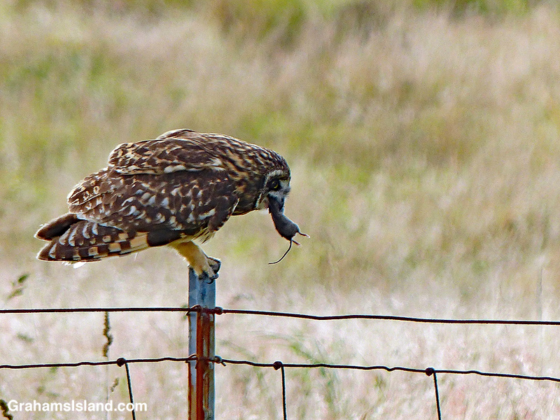 Pueo clutching mouse