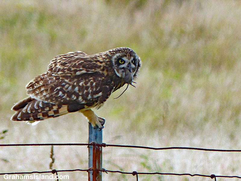 Pueo with mouse in beak