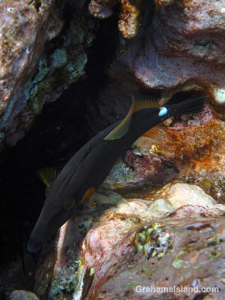 Squaretail Filefish from above