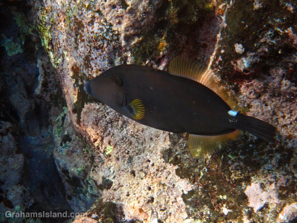 Squaretail Filefish
