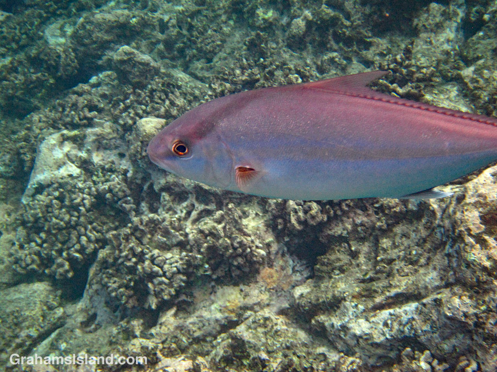 A greater amberjack swims by