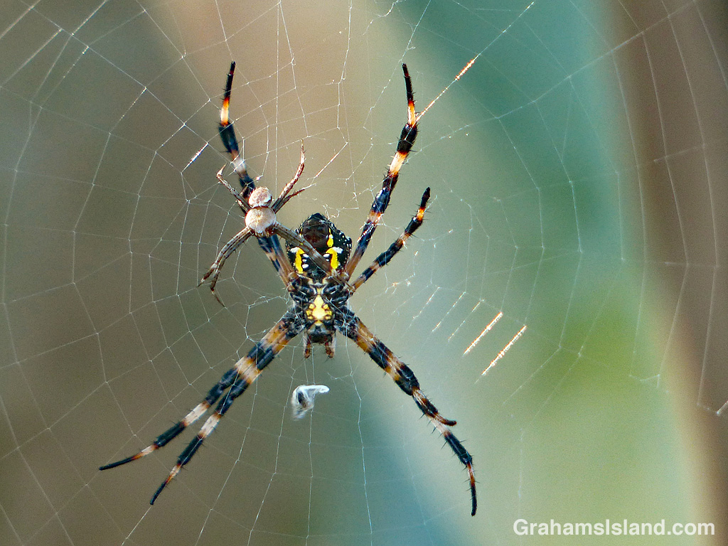 Hawaiian garden spiders face off