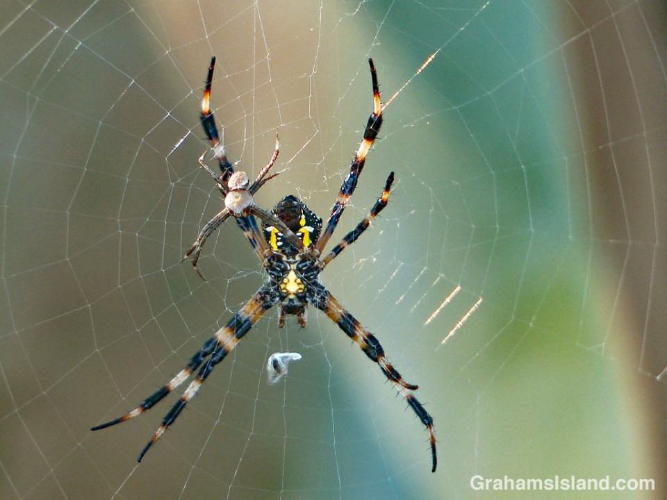 Hawaiian garden spiders face off