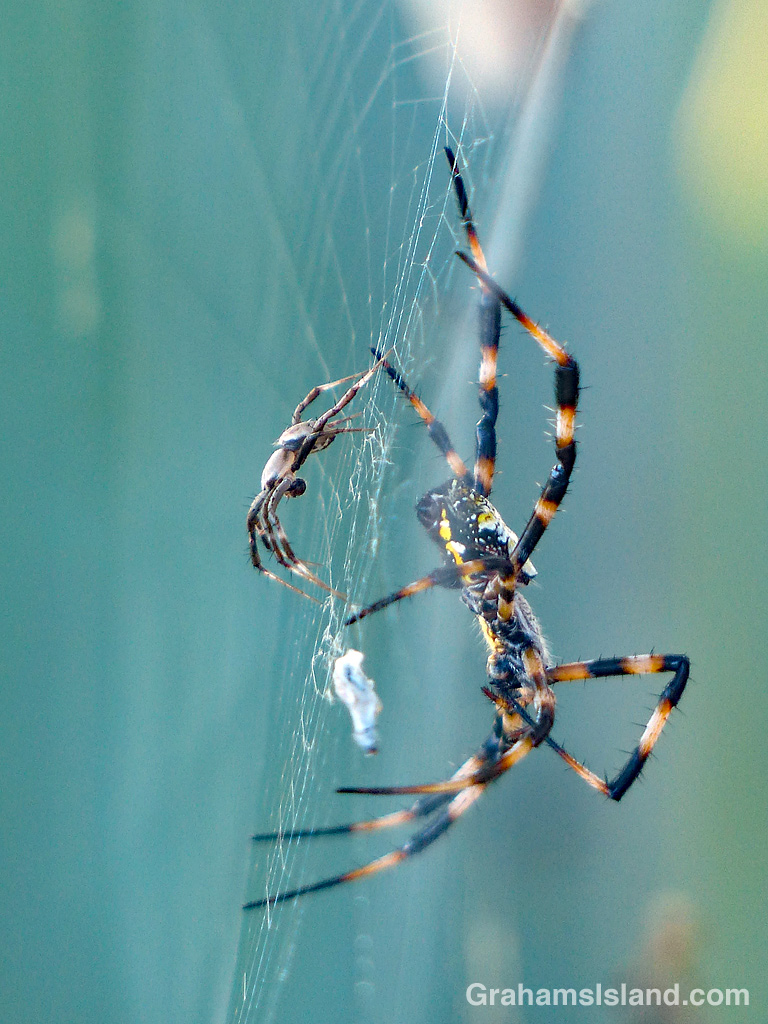 Hawaiian garden spiders