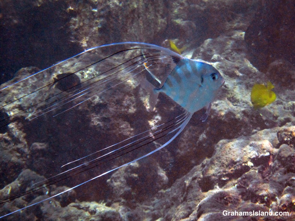 Threadfin Jack Juvenile