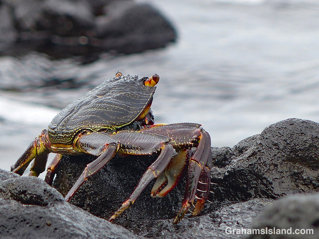 A’ama crab gets a wash | Graham's Island