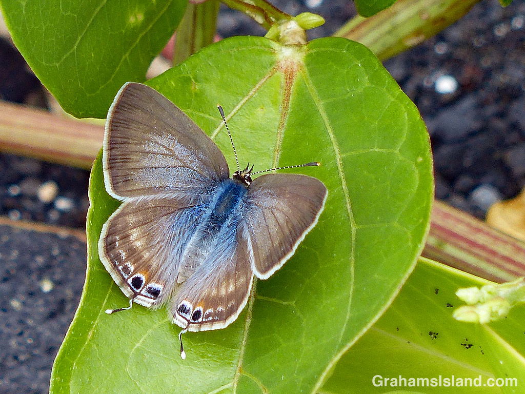 Long-tailed blue butterfly | Graham's Island, image size:1024x768