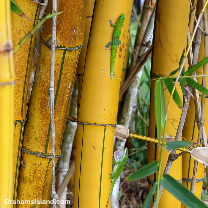 A gold dust day gecko and green anole on yellow bamboo