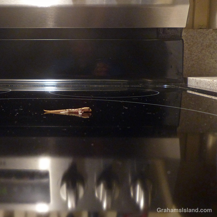 A baby gecko on a stovetop