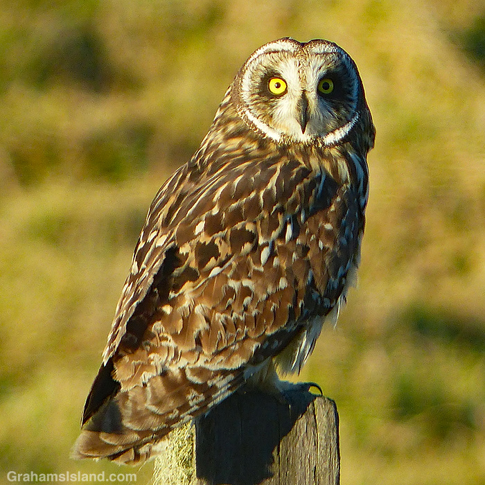 A pueo or Hawaiian short-eared owl sits on a post