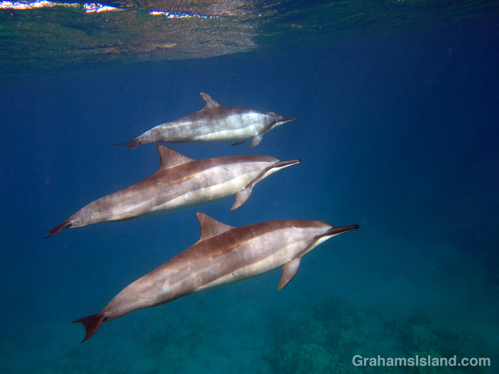 Spinner dolphins off the coast of Hawaii Island