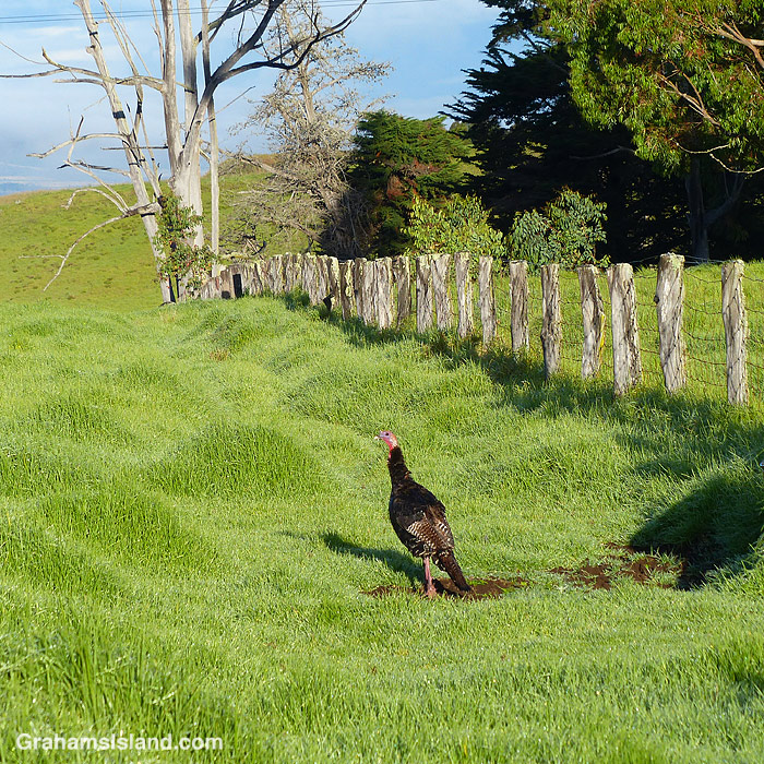 A wild turkey off Saddle Road, Hawaii