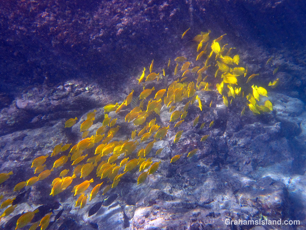 Yellow tang in Hawaii