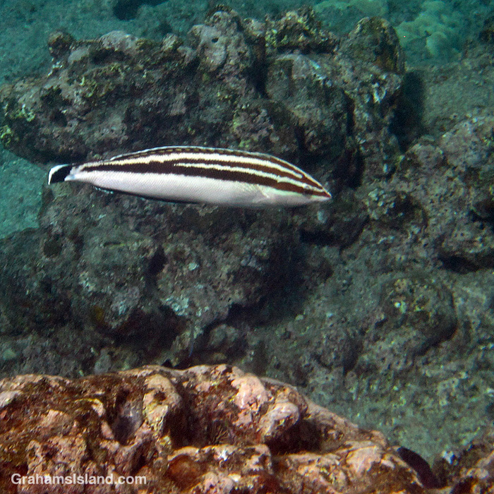 A female blackstripe coris in the waters off Hawaii