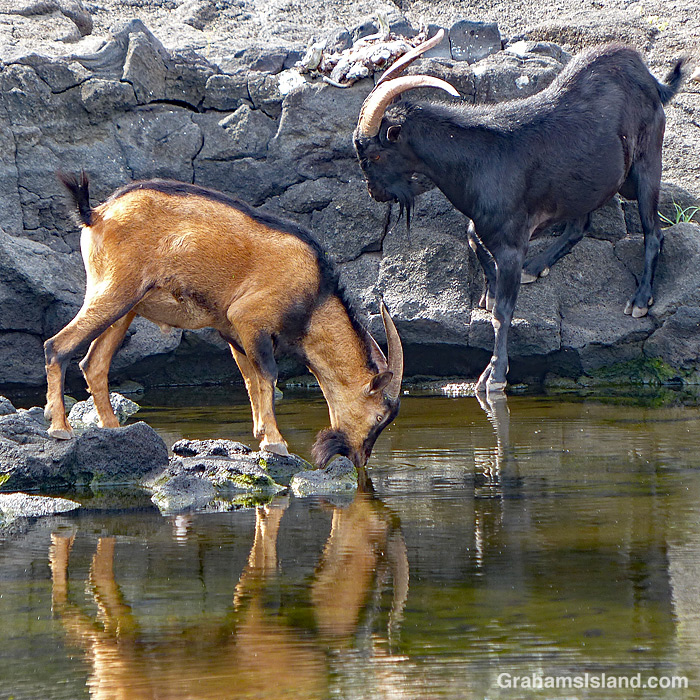Goats drink from a pond at Pu'uhonua o Hōnaunau National Historical Park