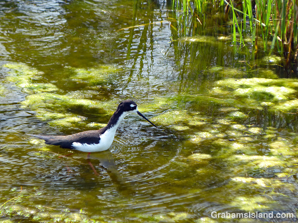 A Hawaiian stilt feeding in a pond in Hawaii
