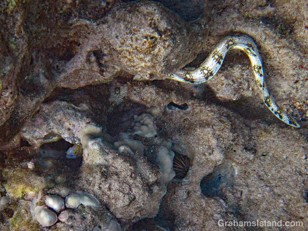 A snowflake moray eel in the rocks