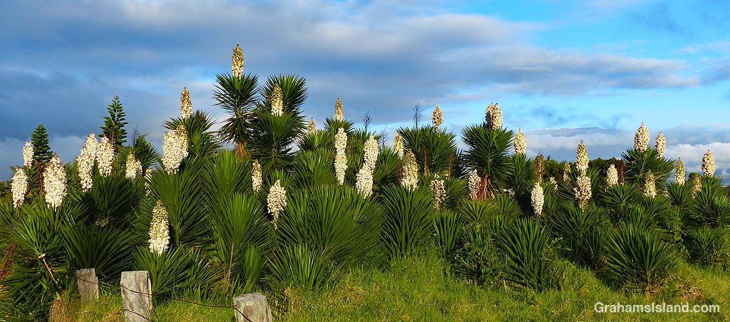 Blooming yucca flowers in Hawaii