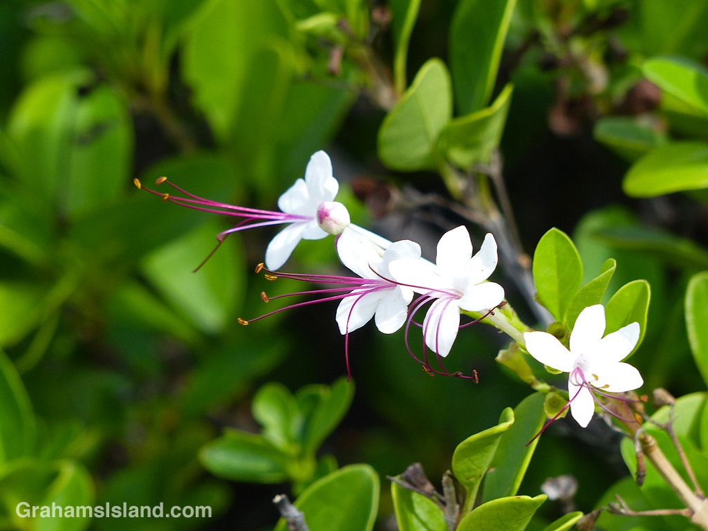 A clerodendrum inerme flower in Hawaii