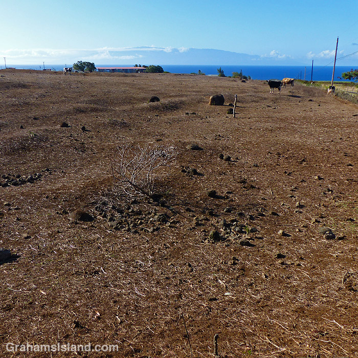 A dry cow pasture in North Kohala, Hawaii