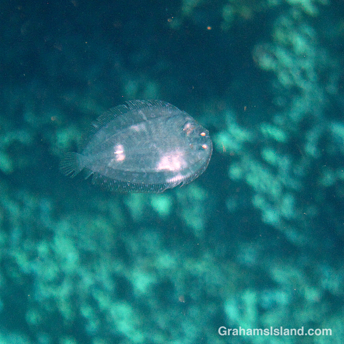 A very small flowery flounder