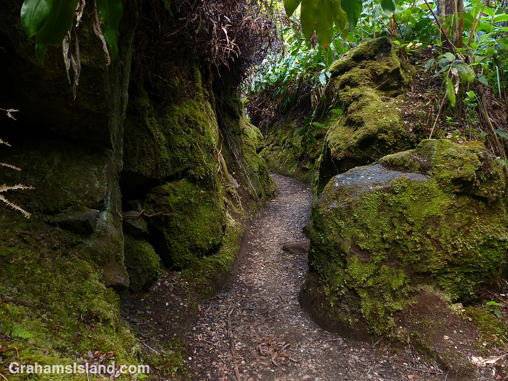 A mossy path in Hawaii Volcanoes National Park