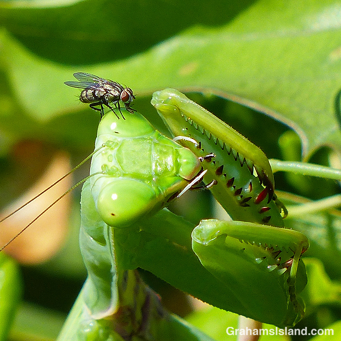 A praying mantis and a fly