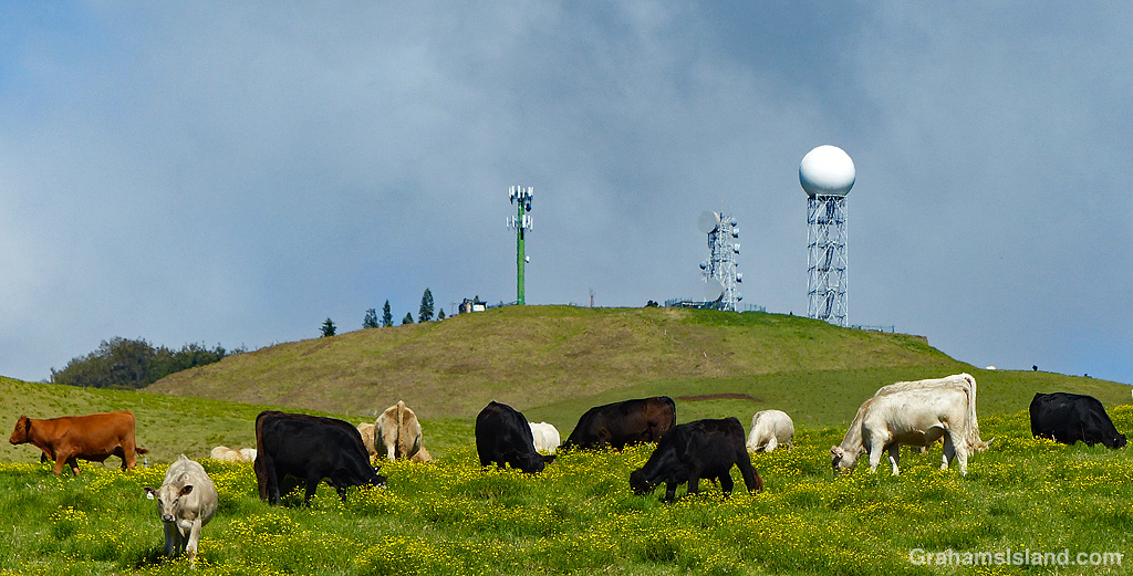 Cattle on Kohala mountain
