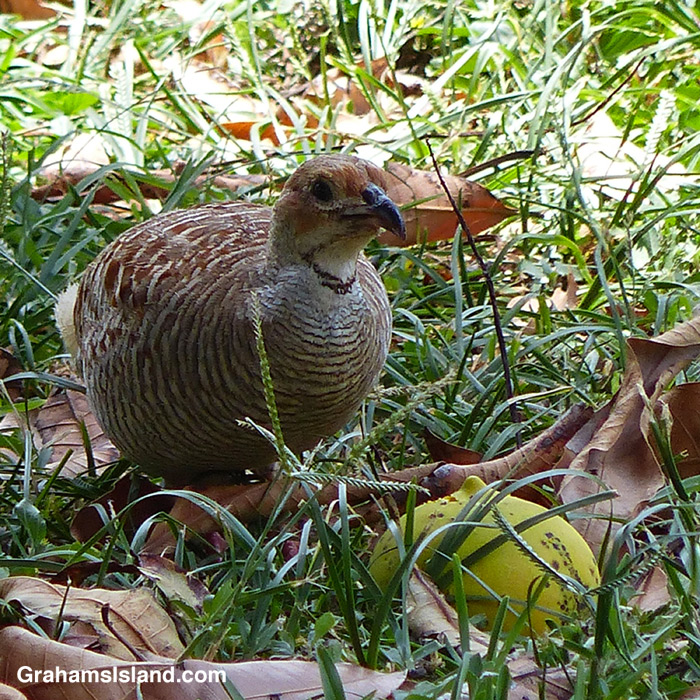 A gray francolin contemplates a mango.