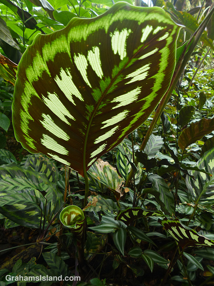 A giant calathea leaf seen from below.