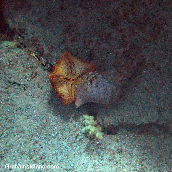 A triton's trumpet sea snail eats a cushion star.