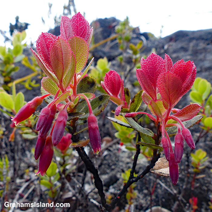 Ohelo 'ai growing in the lava on the Big Island, Hawaii