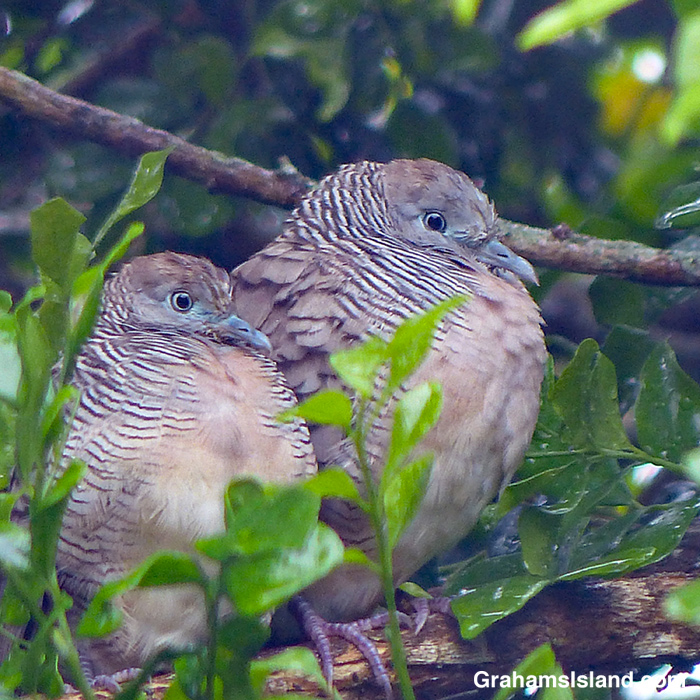 Two zebra doves looking slightly affronted.