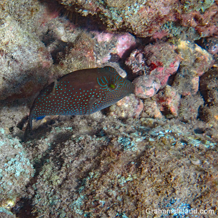 An ambon toby in Hawaii