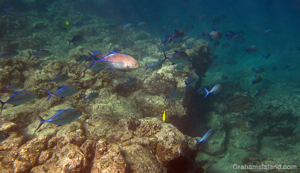Bluefin trevallies catch the light