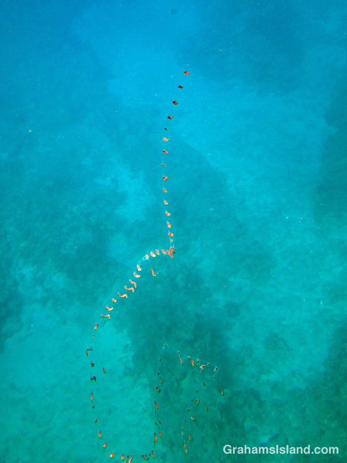 A chained salp floating in the waters off the Big Island, Hawaii