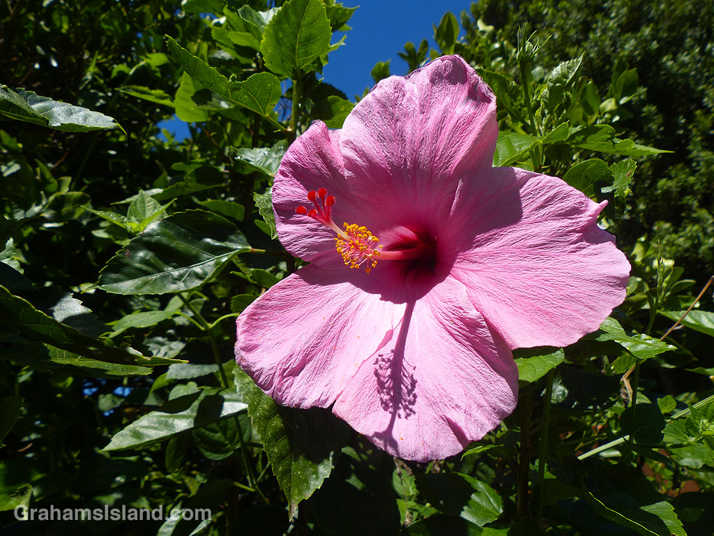 A Chinese hibiscus flower