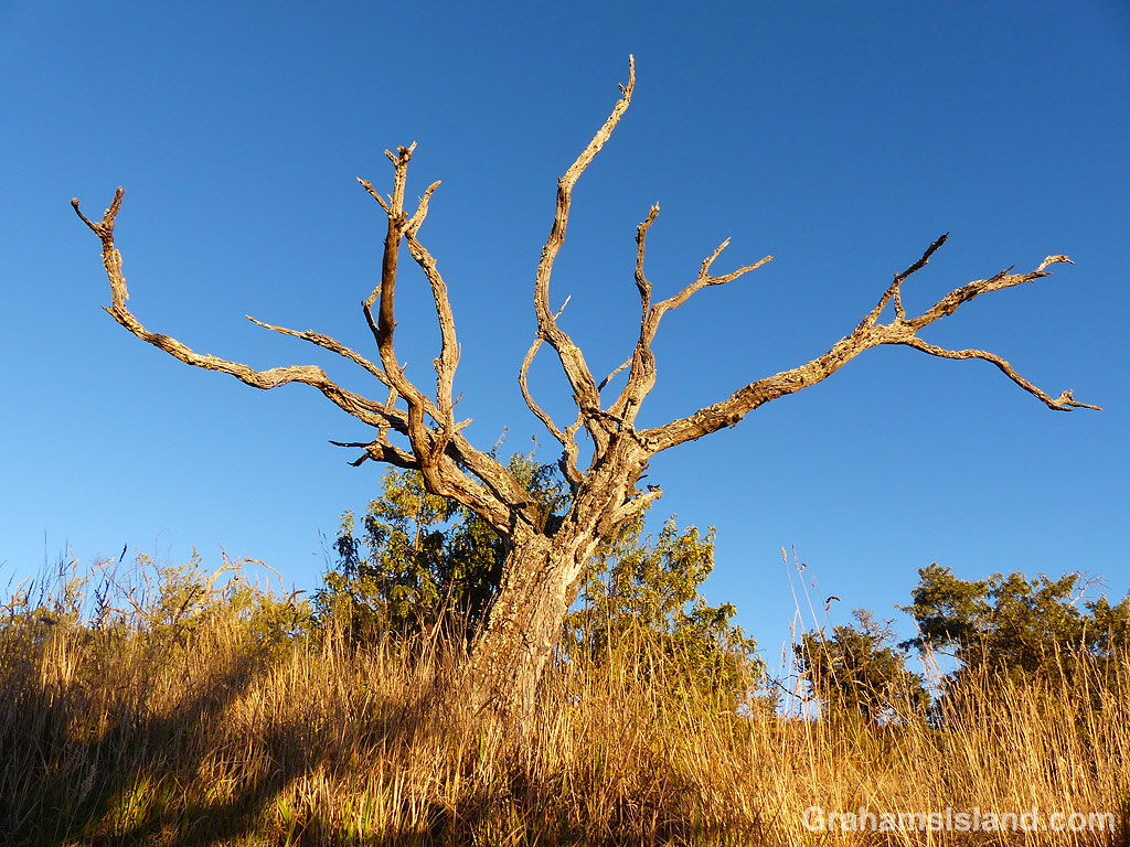A dead tree on the slopes of Mauna Kea