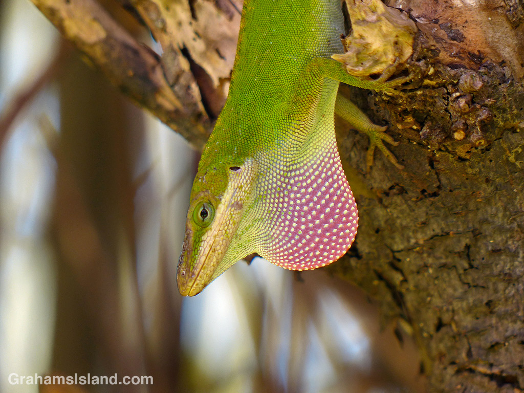 Puffed up and angry | Graham's Island