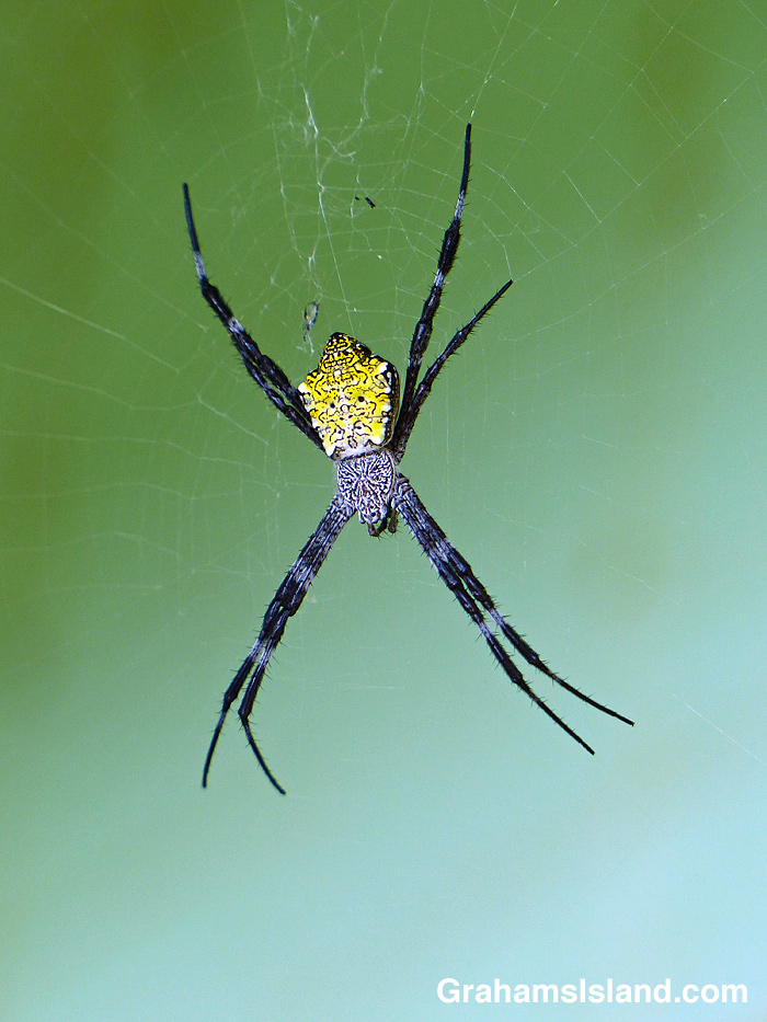 A Hawaiian garden spider