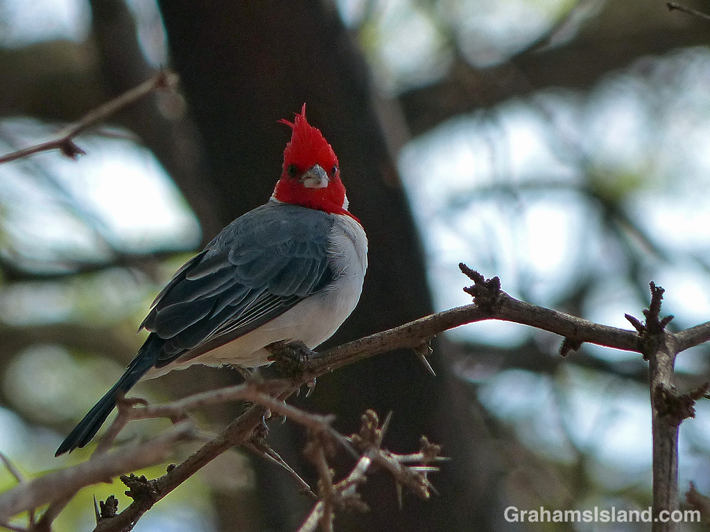 A red-crested cardinal