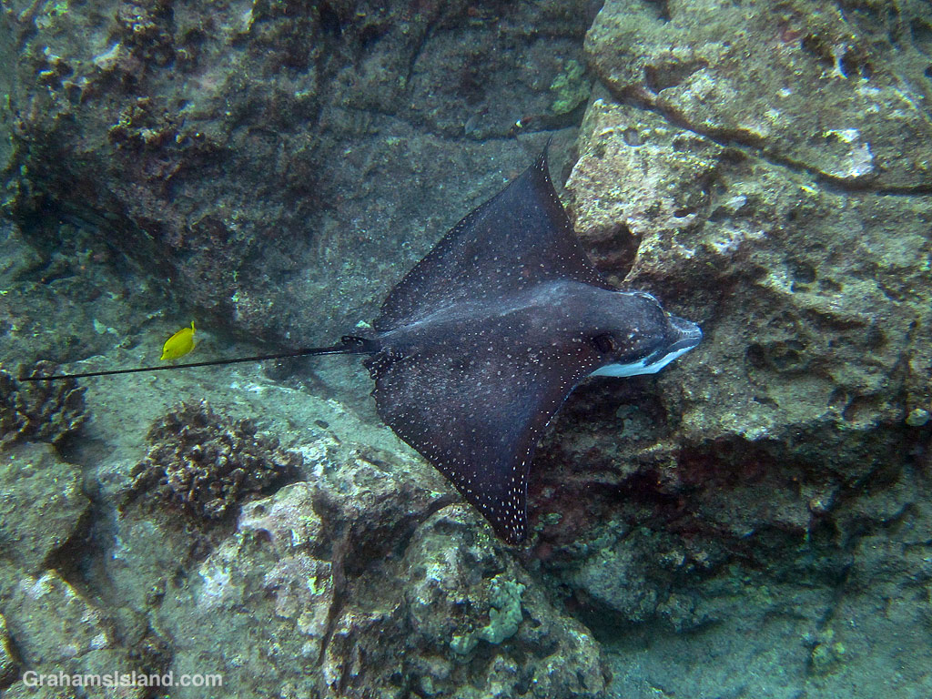 A spotted eagle ray
