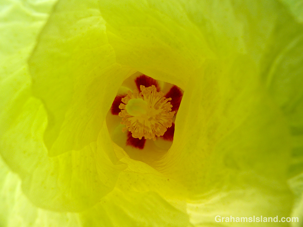 The flower of a milo tree in Hawaii
